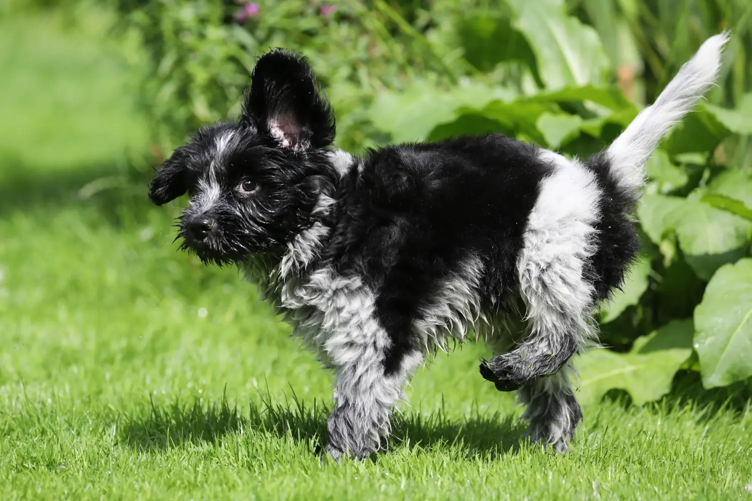Acheter un chiot Schapendoes, c'est prendre ses responsabilités ! Acheter des chiots Schapendoes.