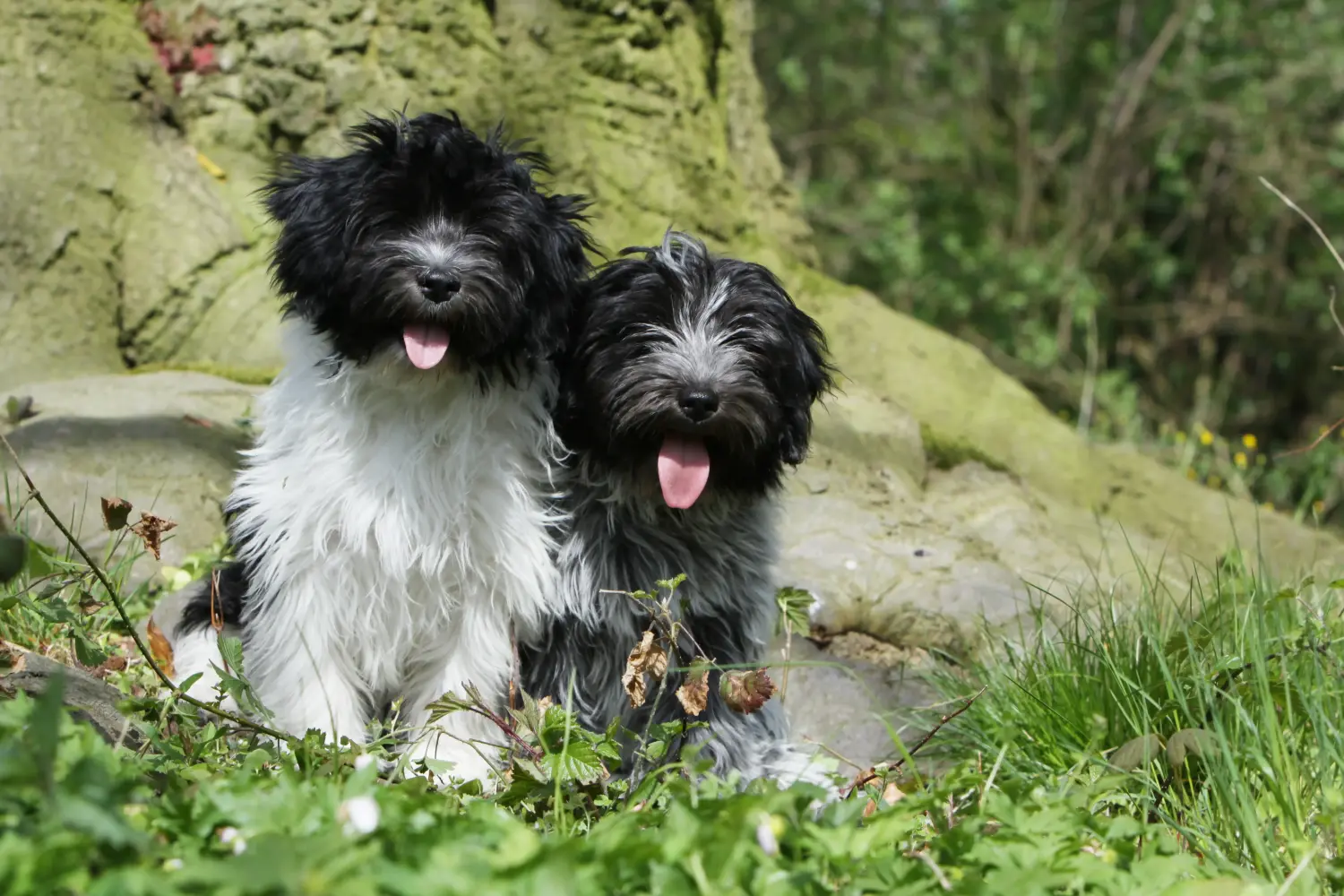 Acheter un chiot Schapendoes, c'est prendre ses responsabilités ! Acheter des chiots Schapendoes.