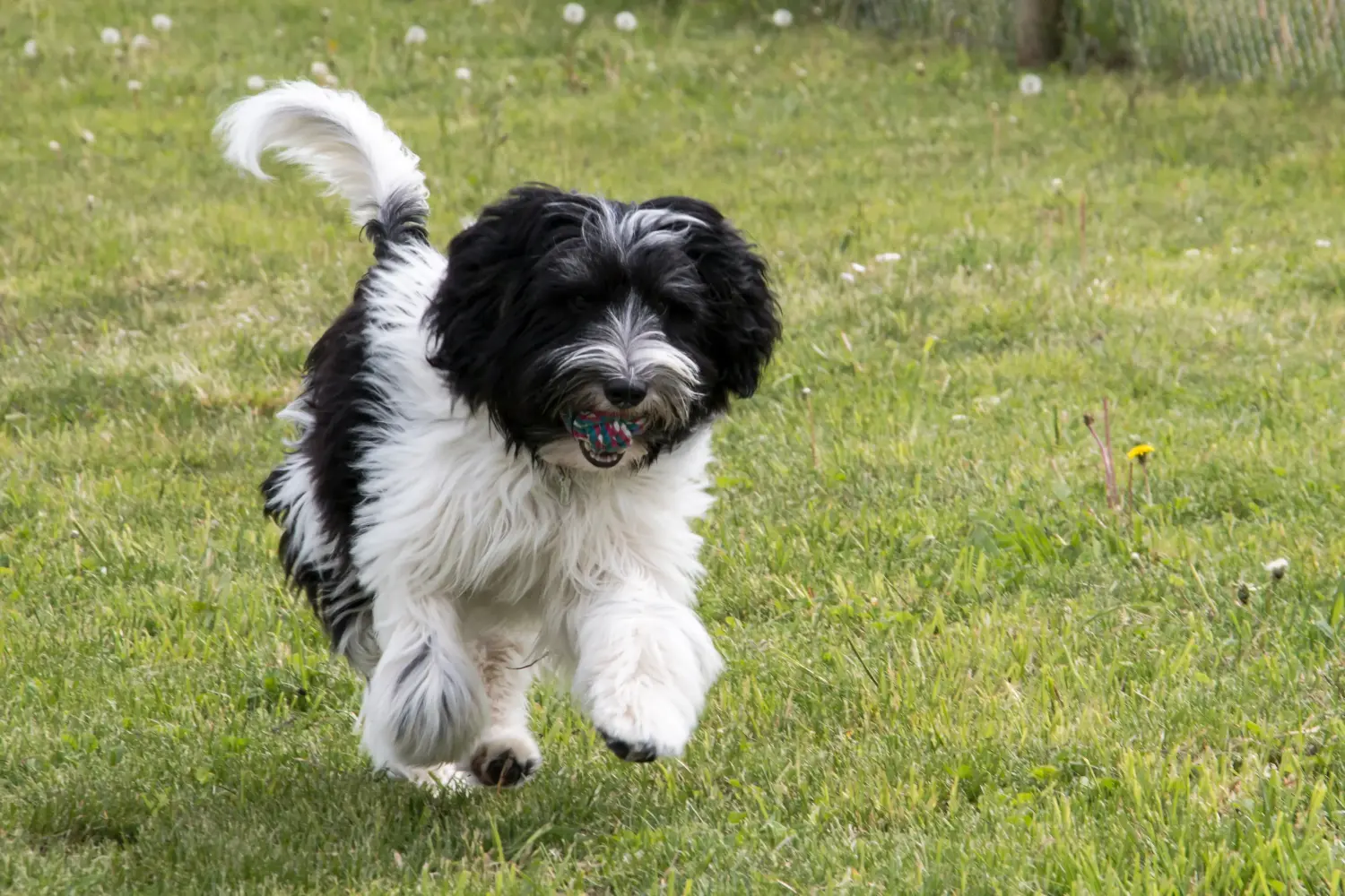 Acheter un chiot Schapendoes, c'est prendre ses responsabilités ! Acheter des chiots Schapendoes.
