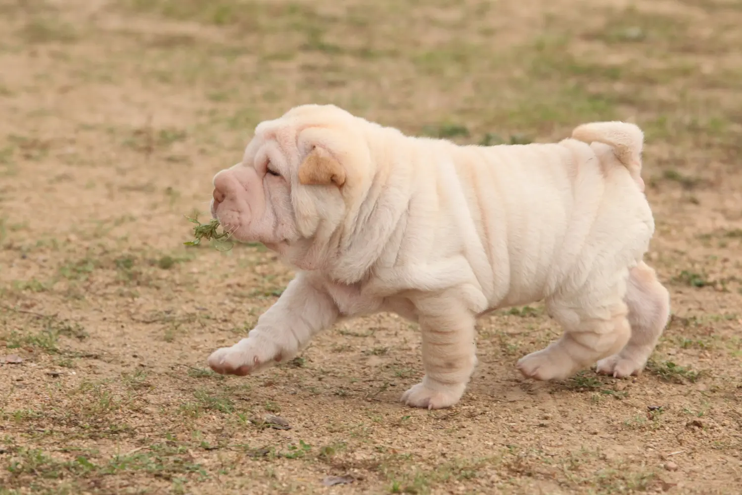 Acheter un chiot Shar Pei, c'est prendre ses responsabilités ! Acheter des chiots Shar Pei.