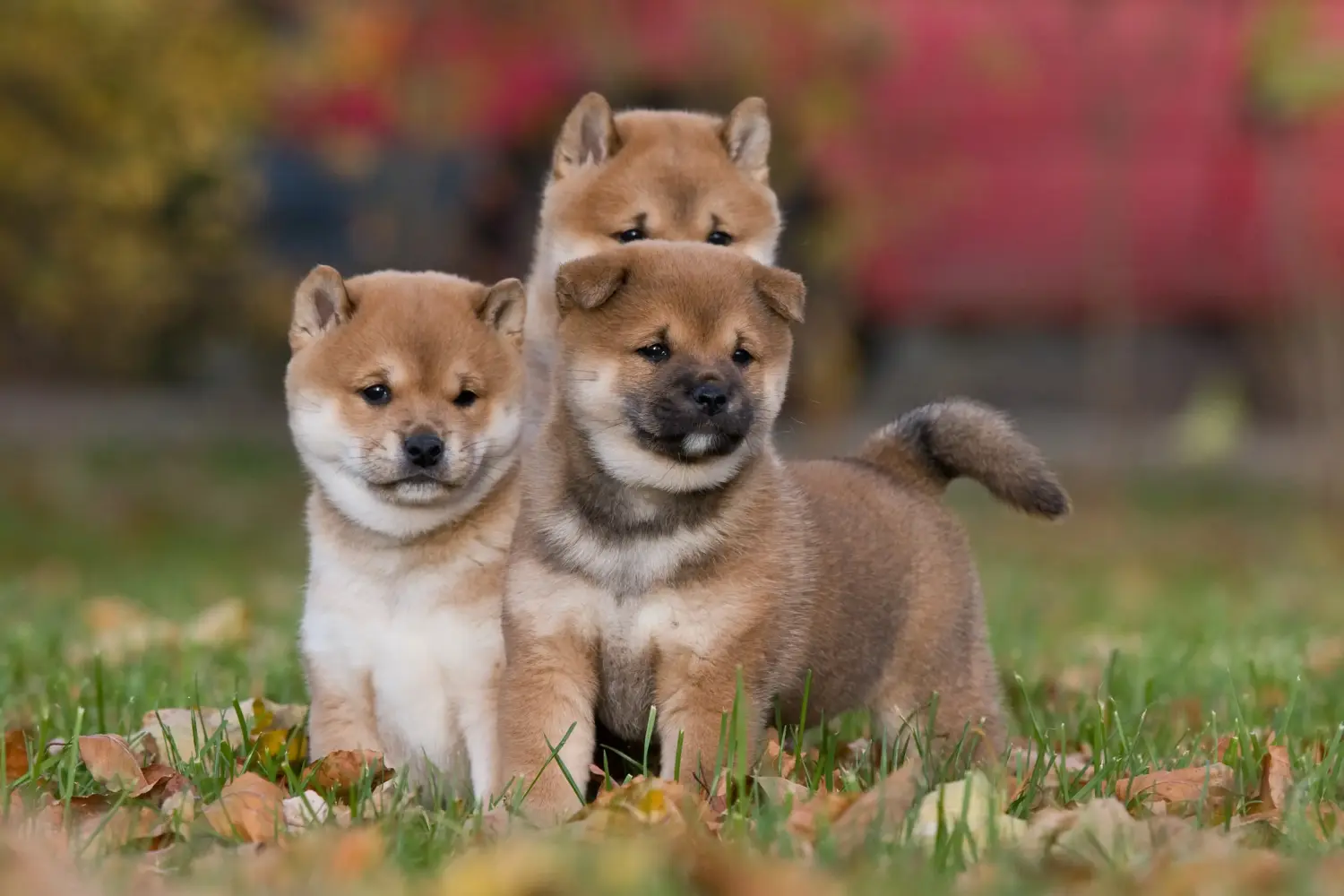 Acheter un chiot Shiba, c'est prendre des responsabilités ! Acheter des chiots Shiba.