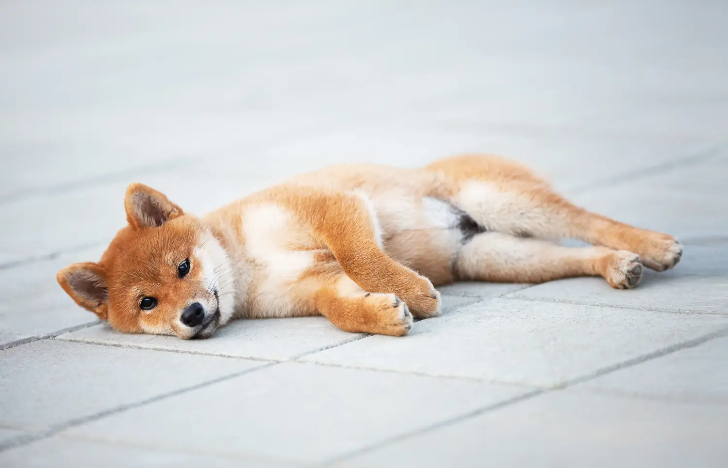 Acheter un chiot Shiba, c'est prendre des responsabilités ! Acheter des chiots Shiba.