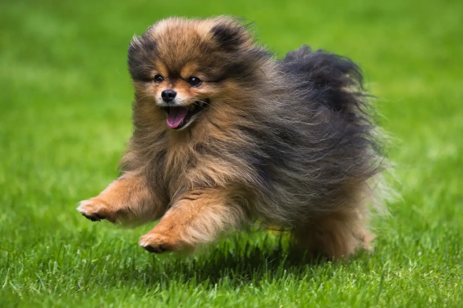 Acheter un chiot Spitz, c'est prendre des responsabilités ! Acheter des chiots Spitz.