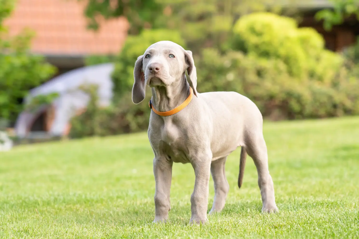 Acheter un chiot weimaraner, c'est prendre ses responsabilités ! Acheter un chiot weimaraner.
