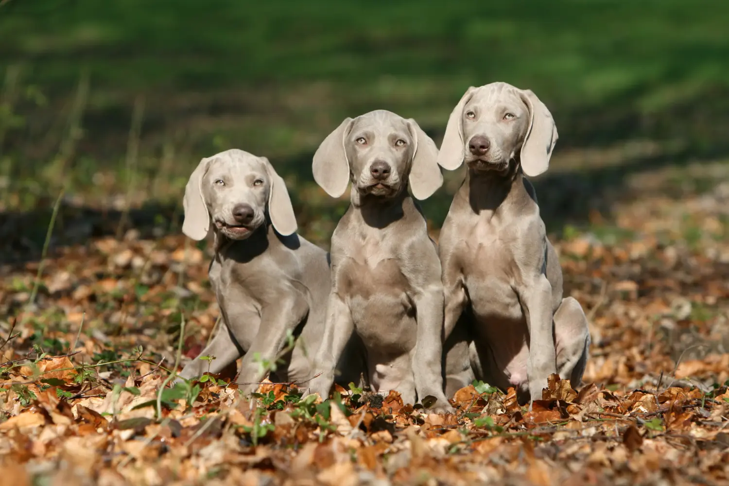 Acheter un chiot weimaraner, c'est prendre ses responsabilités ! Acheter un chiot weimaraner.