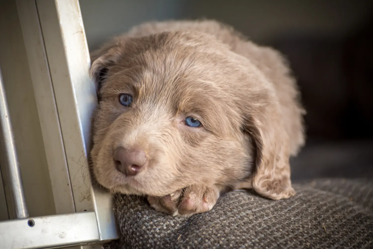 Acheter un chiot weimaraner, c'est prendre ses responsabilités ! Acheter un chiot weimaraner.