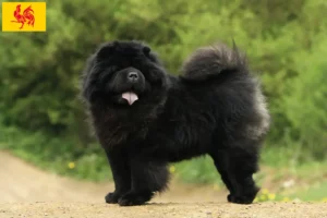 Lire la suite à propos de l’article Éleveurs de Chow-Chow et chiots en Région wallonne