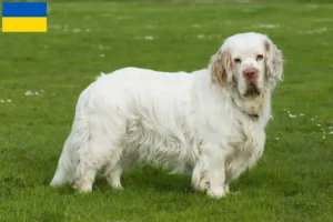 Lire la suite à propos de l’article Éleveurs de Clumber Spaniel et chiots en Ukraine