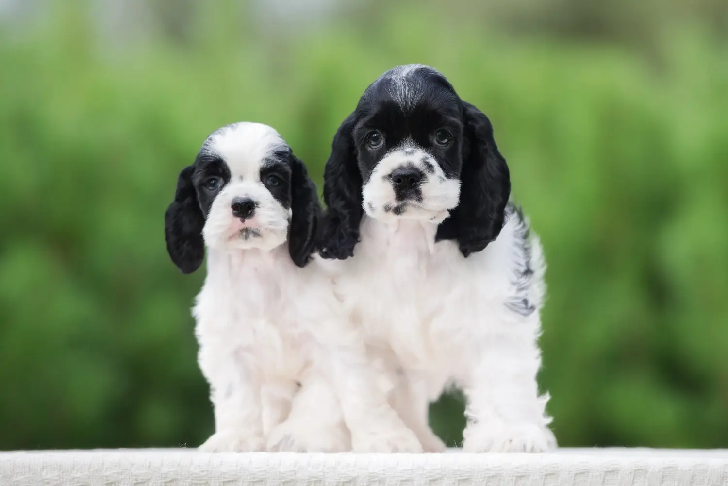 Acheter un chiot American Water Spaniel, c'est prendre ses responsabilités ! Acheter des chiots Cocker américain.