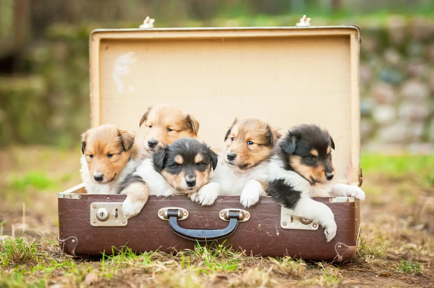 Acheter un chiot colley, c'est prendre ses responsabilités ! Acheter un chiot colley.