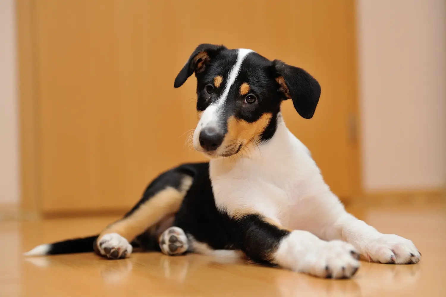 Acheter un chiot colley, c'est prendre ses responsabilités ! Acheter un chiot colley.