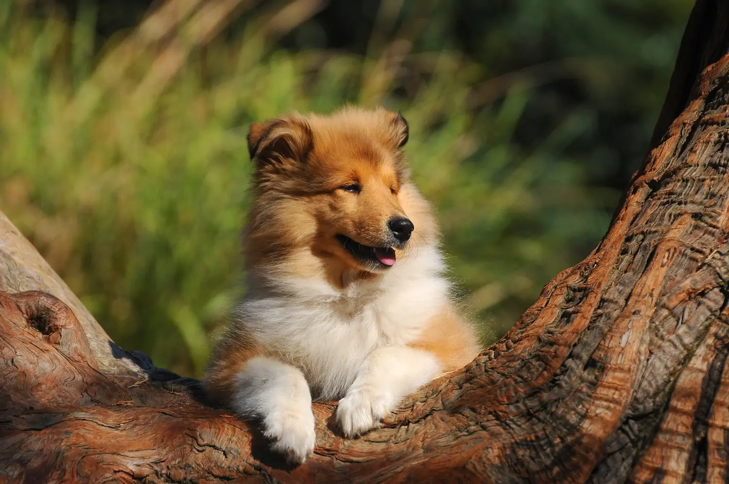 Acheter un chiot colley, c'est prendre ses responsabilités ! Acheter un chiot colley.