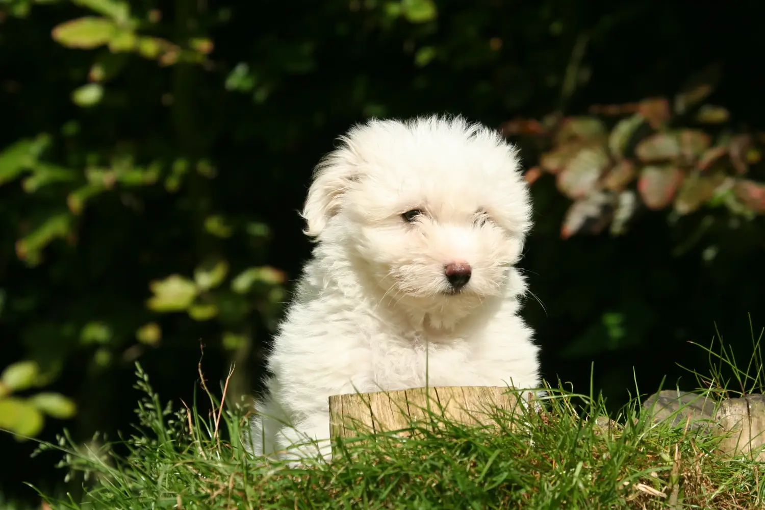 Acheter un chiot Coton de Tuléar, c'est prendre ses responsabilités ! Acheter des chiots Coton de Tuléar.