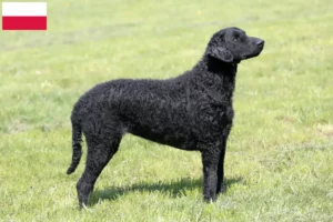 Lire la suite à propos de l’article Éleveurs de Retrievers à poil bouclé et chiots en Pologne