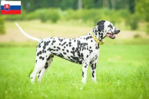 Lire la suite à propos de l’article Éleveurs de dalmatiens et chiots en Slovaquie