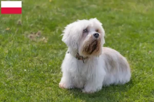 Lire la suite à propos de l’article Dandie Dinmont Terrier éleveurs et chiots en Pologne