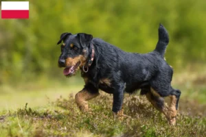 Lire la suite à propos de l’article Eleveurs de terriers de chasse allemands et chiots en Pologne