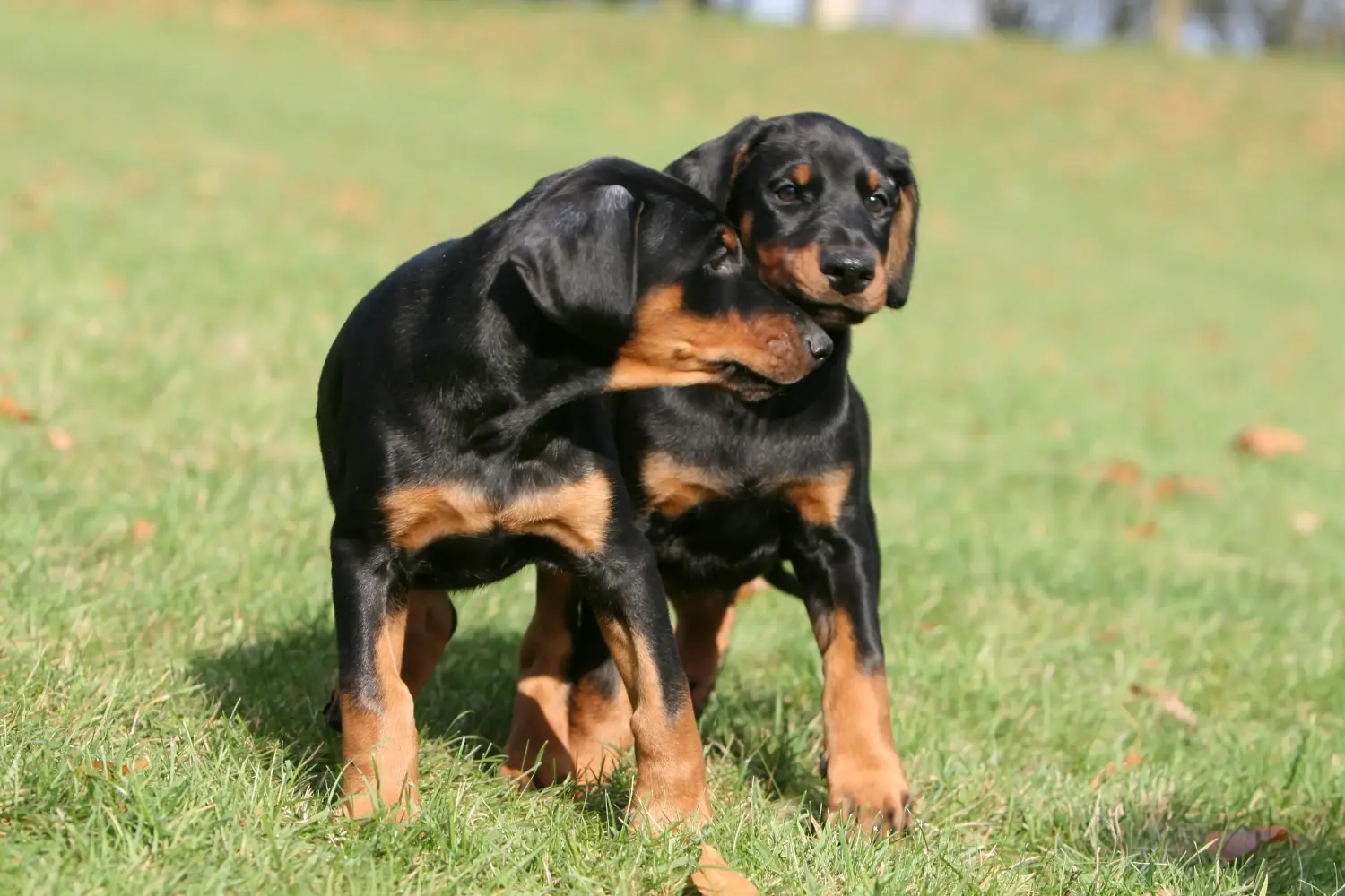 Acheter un chiot Dobermann, c'est prendre ses responsabilités ! Acheter un chiot Dobermann.