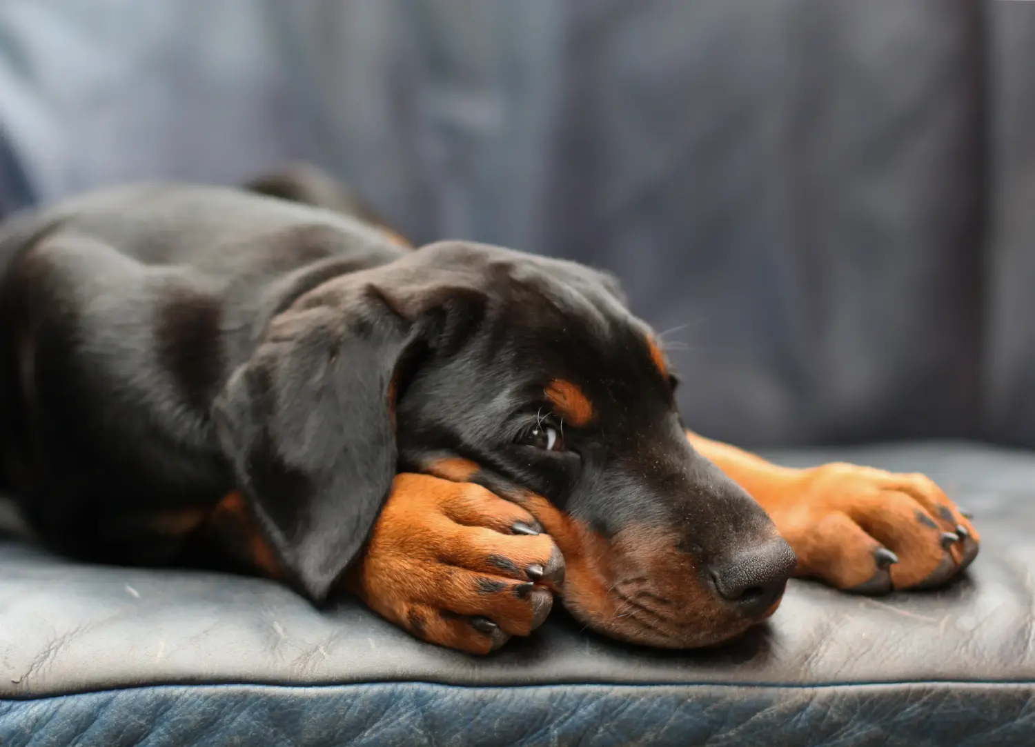 Acheter un chiot Dobermann, c'est prendre ses responsabilités ! Acheter un chiot Dobermann.