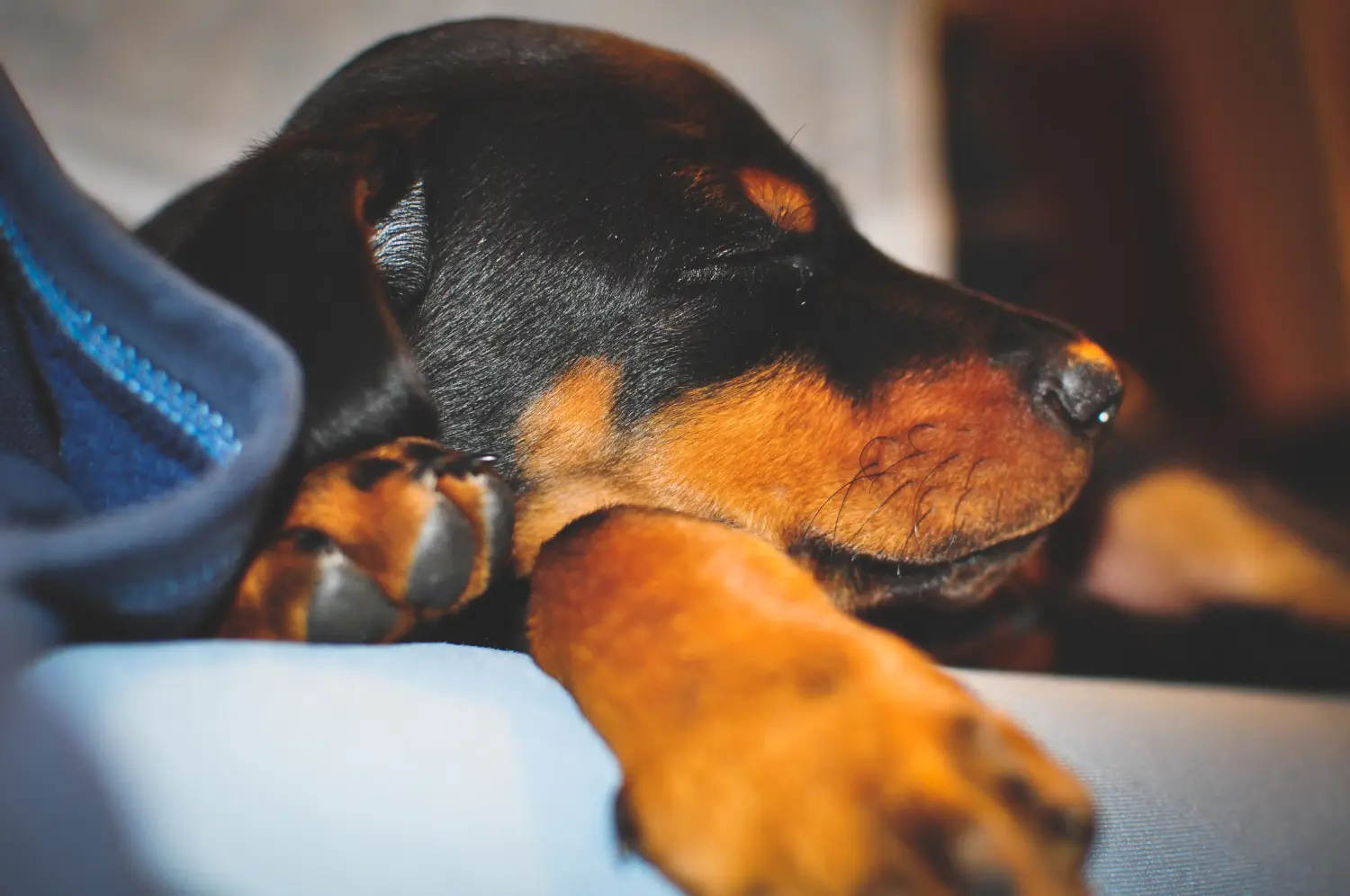 Acheter un chiot Dobermann, c'est prendre ses responsabilités ! Acheter un chiot Dobermann.