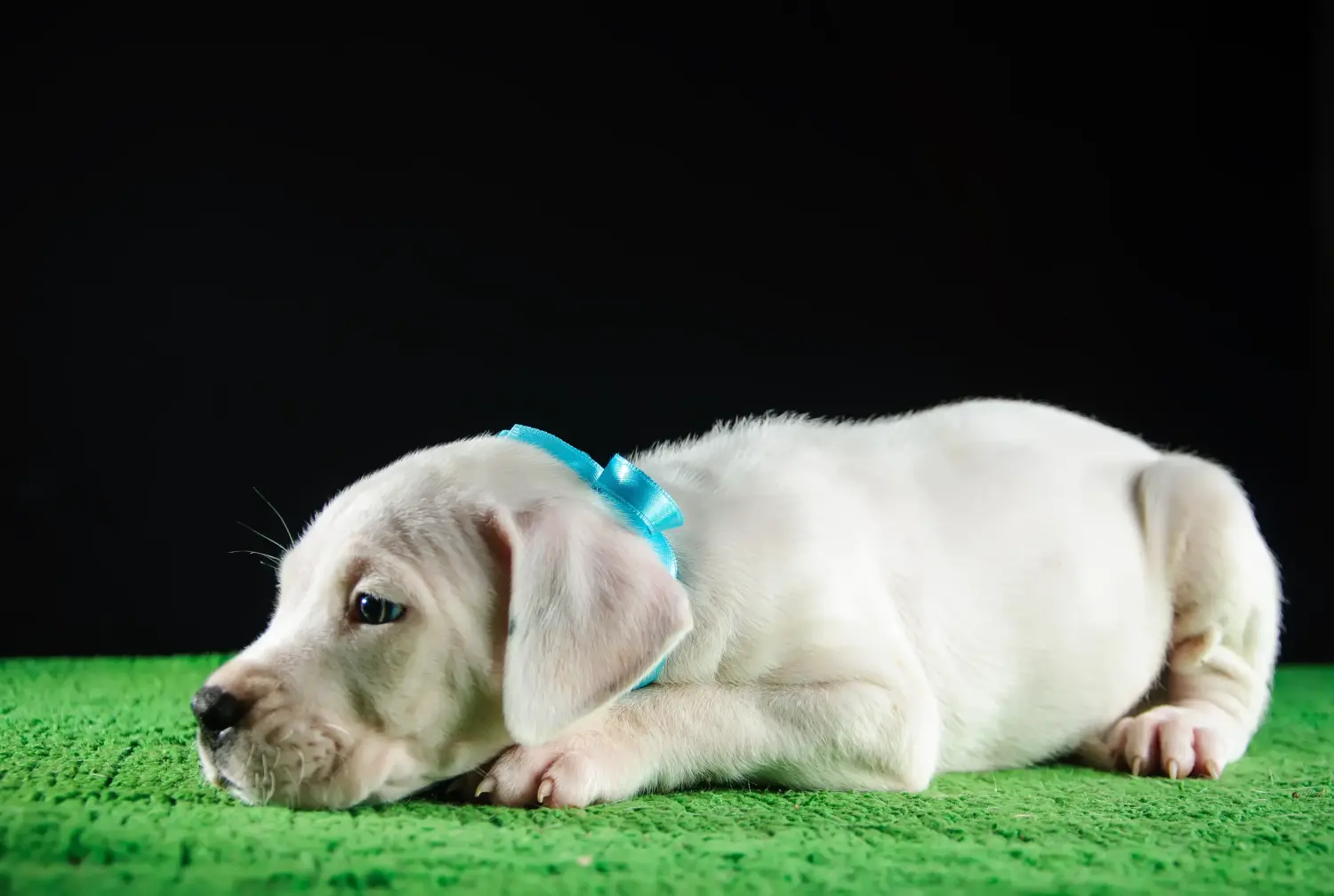 Acheter un chiot Dogo Argentino, c'est prendre ses responsabilités ! Acheter des chiots Dogo Argentino.