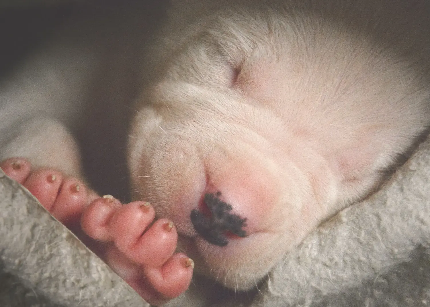Acheter un chiot Dogo Argentino, c'est prendre ses responsabilités ! Acheter des chiots Dogo Argentino.