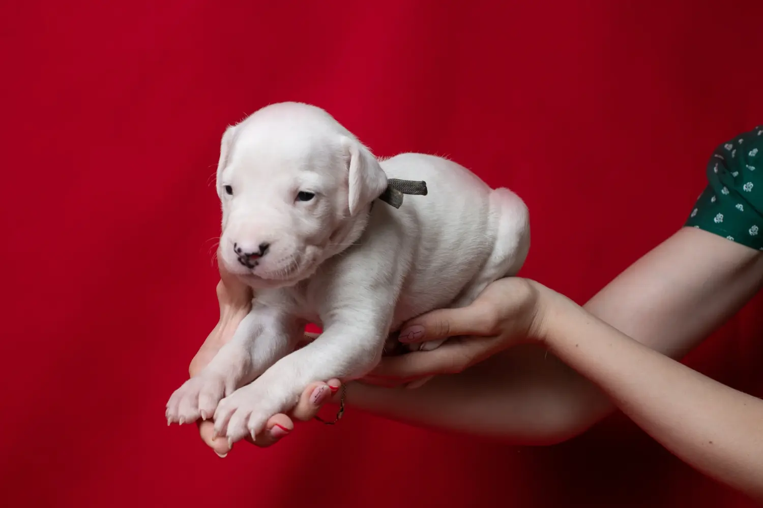 Acheter un chiot Dogo Argentino, c'est prendre ses responsabilités ! Acheter des chiots Dogo Argentino.