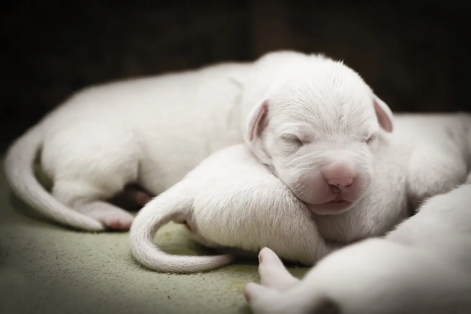Acheter un chiot Dogo Argentino, c'est prendre ses responsabilités ! Acheter des chiots Dogo Argentino.