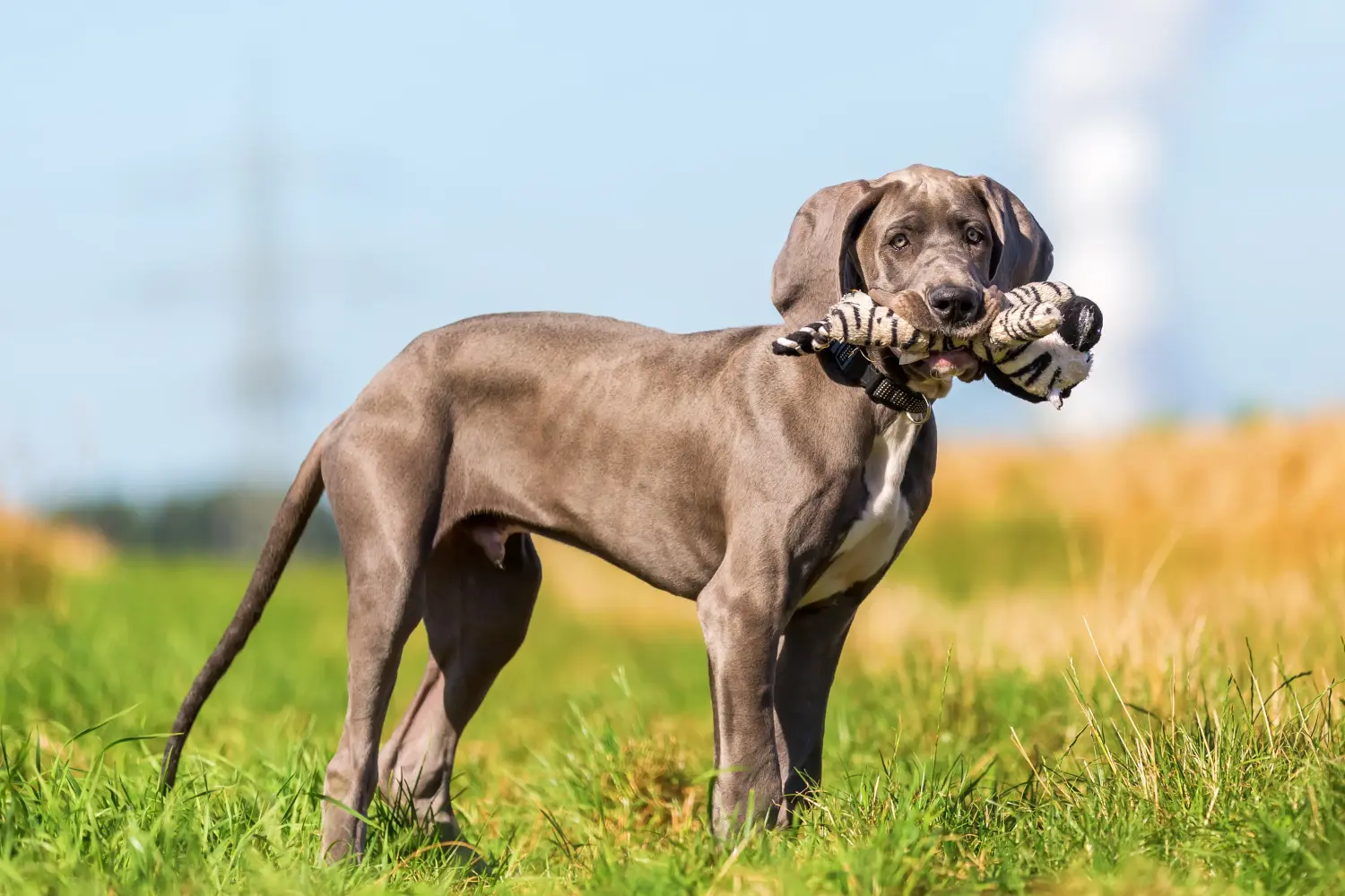 Acheter un chiot Dogue allemand, c'est prendre ses responsabilités ! Acheter un chiot Dogue allemand.