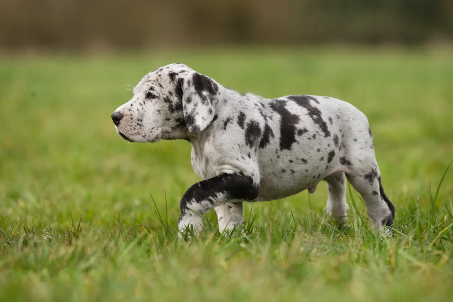Acheter un chiot Dogue allemand, c'est prendre ses responsabilités ! Acheter un chiot Dogue allemand.