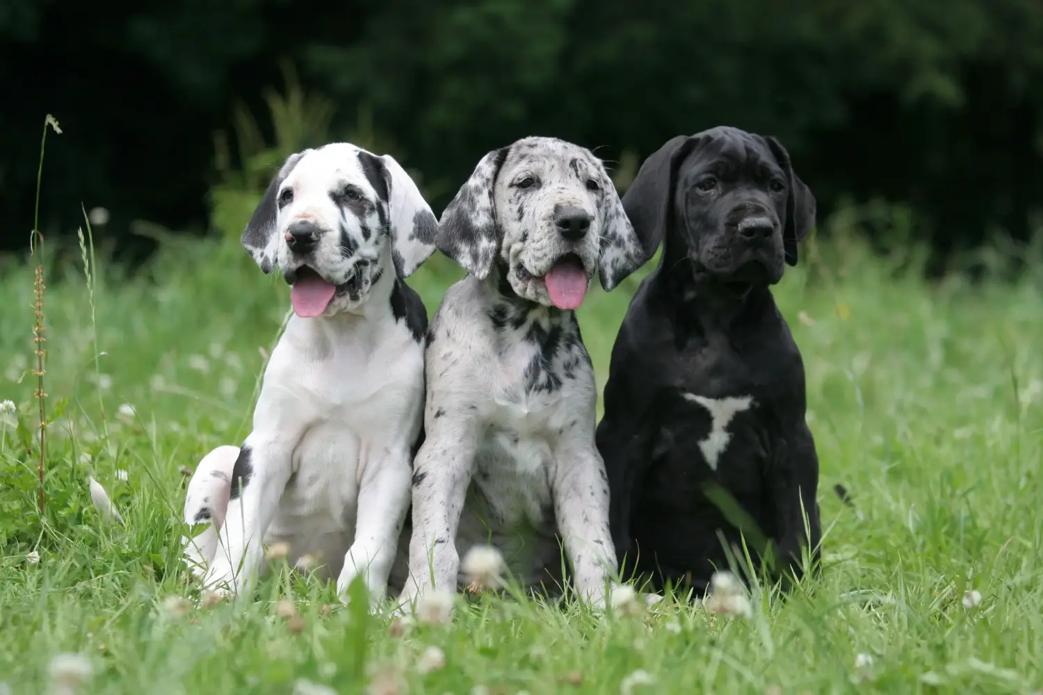 Acheter un chiot Dogue allemand, c'est prendre ses responsabilités ! Acheter un chiot Dogue allemand.
