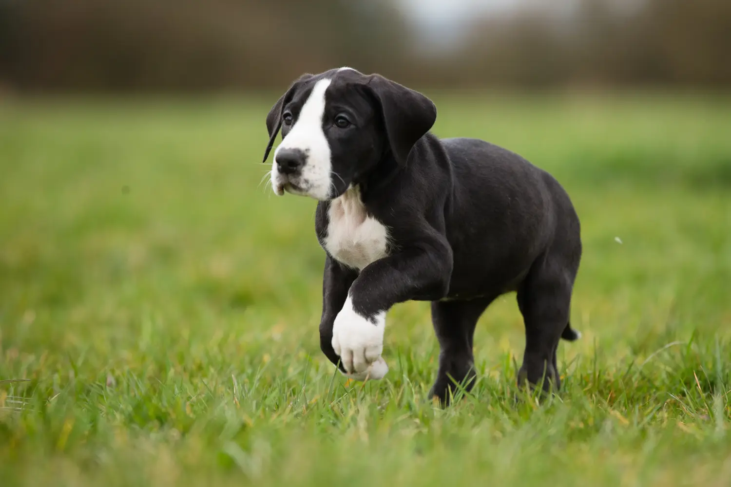 Acheter un chiot Dogue allemand, c'est prendre ses responsabilités ! Acheter un chiot Dogue allemand.