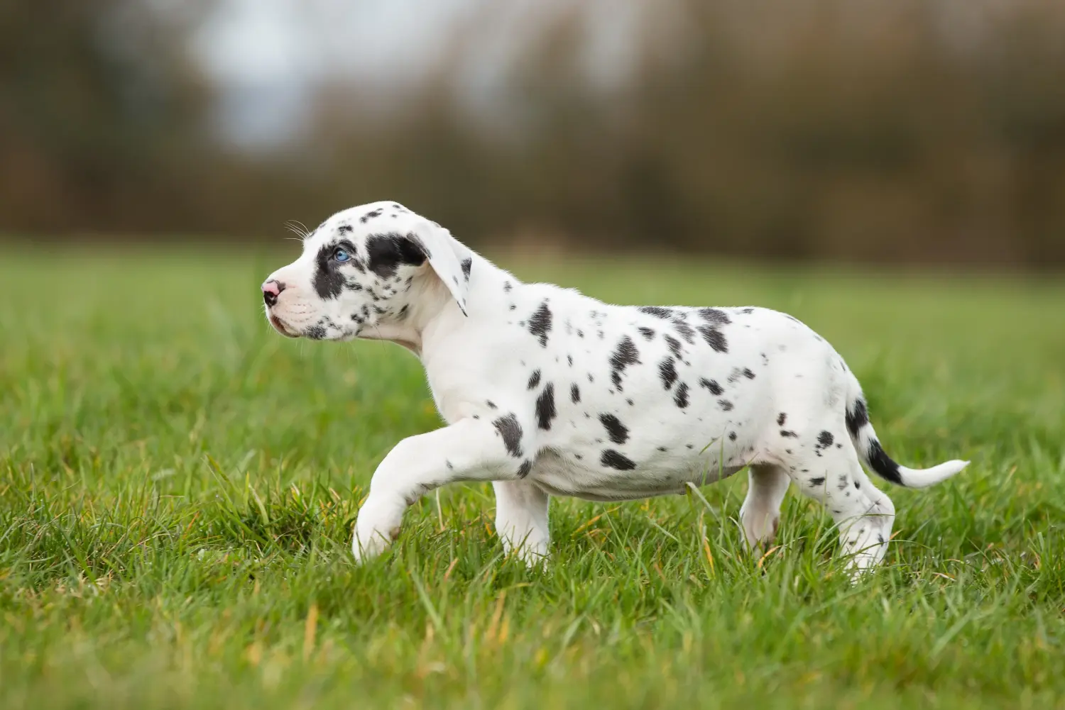 Acheter un chiot Dogue allemand, c'est prendre ses responsabilités ! Acheter un chiot Dogue allemand.