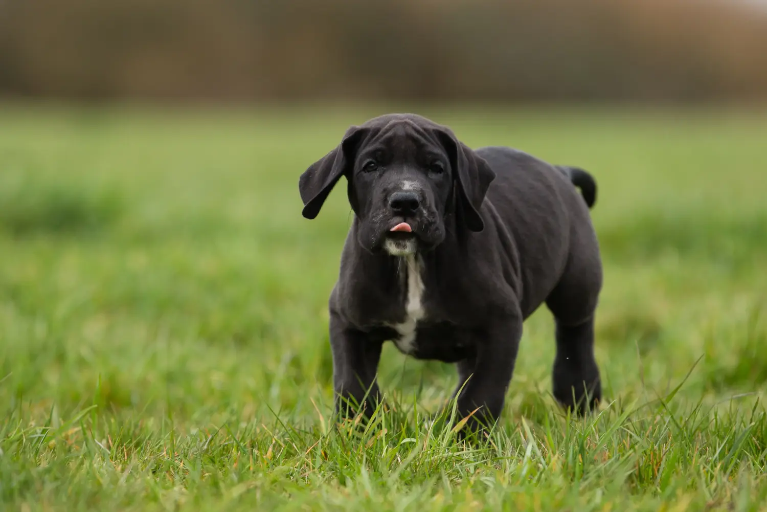 Acheter un chiot Dogue allemand, c'est prendre ses responsabilités ! Acheter un chiot Dogue allemand.