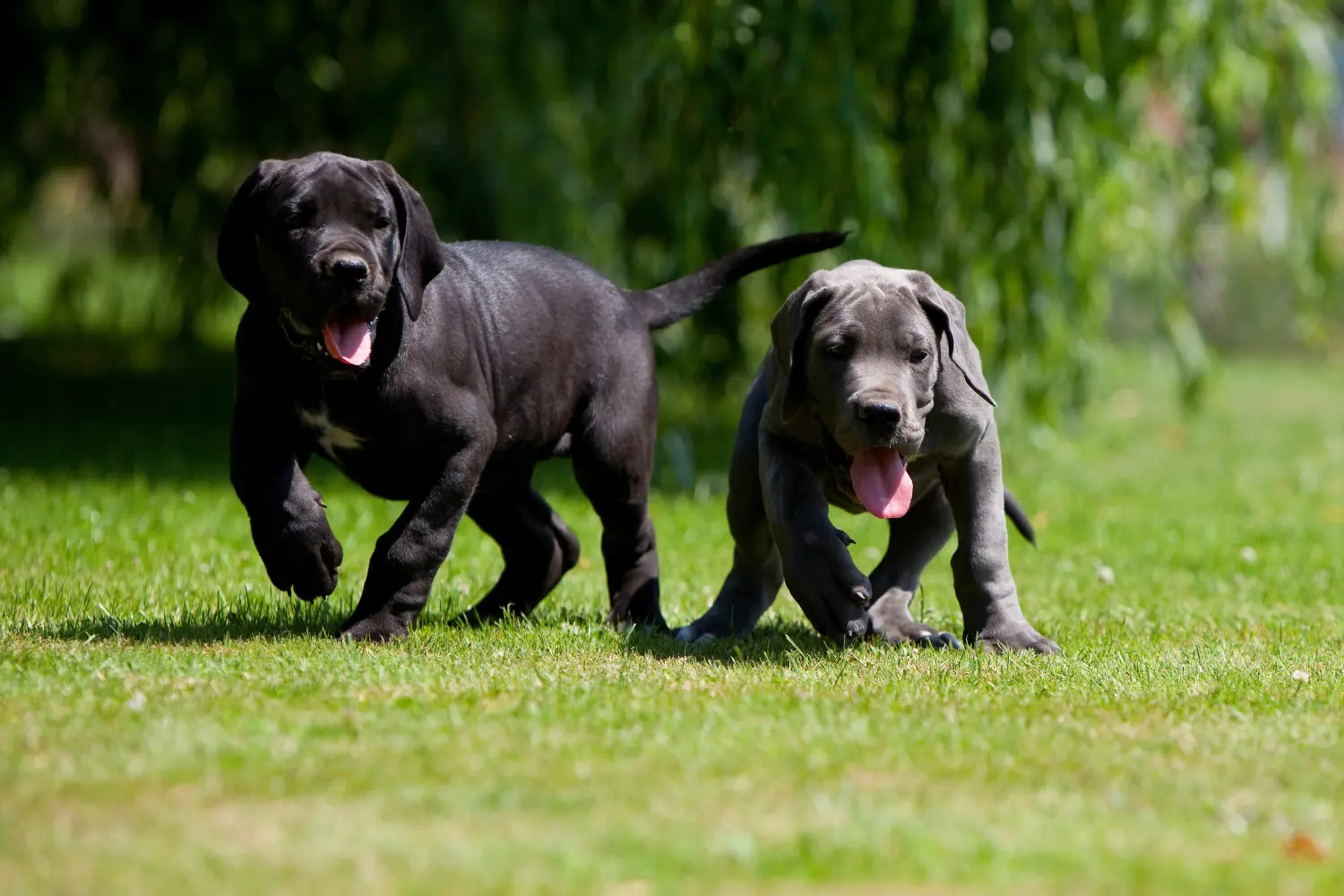 Acheter un chiot Dogue allemand, c'est prendre ses responsabilités ! Acheter un chiot Dogue allemand.