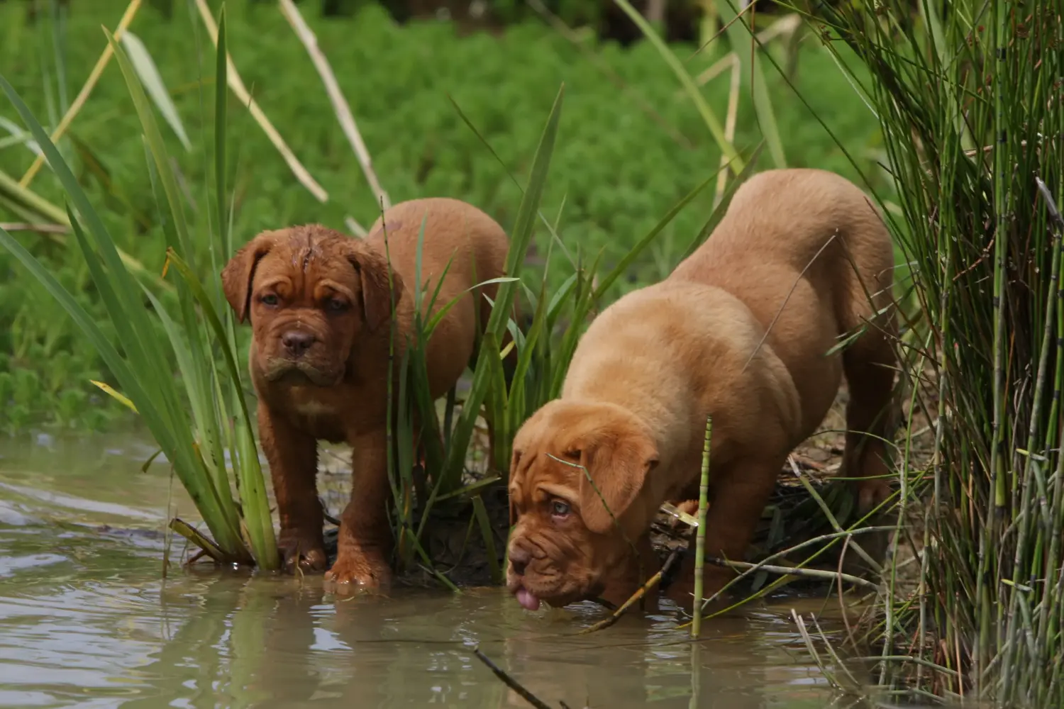 Acheter un chiot dogue de Bordeaux, c'est prendre ses responsabilités ! Acheter des chiots dogues de Bordeaux.