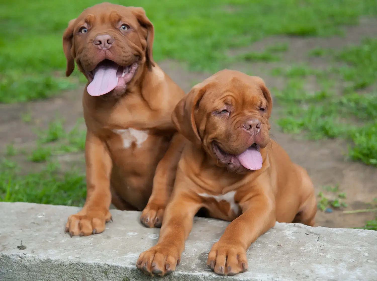 Acheter un chiot dogue de Bordeaux, c'est prendre ses responsabilités ! Acheter des chiots dogues de Bordeaux.