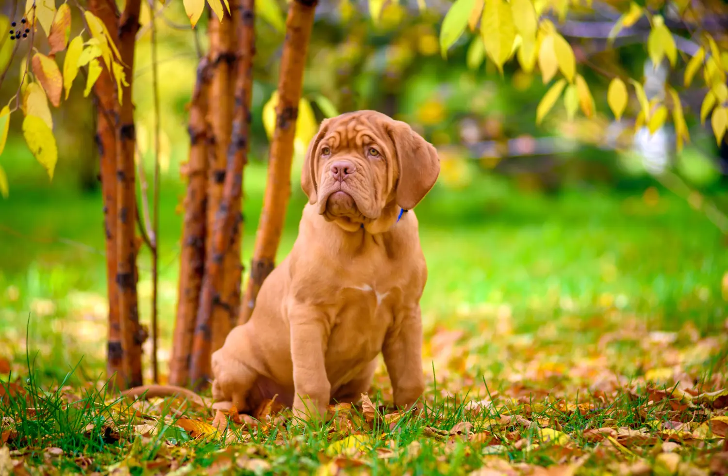 Acheter un chiot dogue de Bordeaux, c'est prendre ses responsabilités ! Acheter des chiots dogues de Bordeaux.