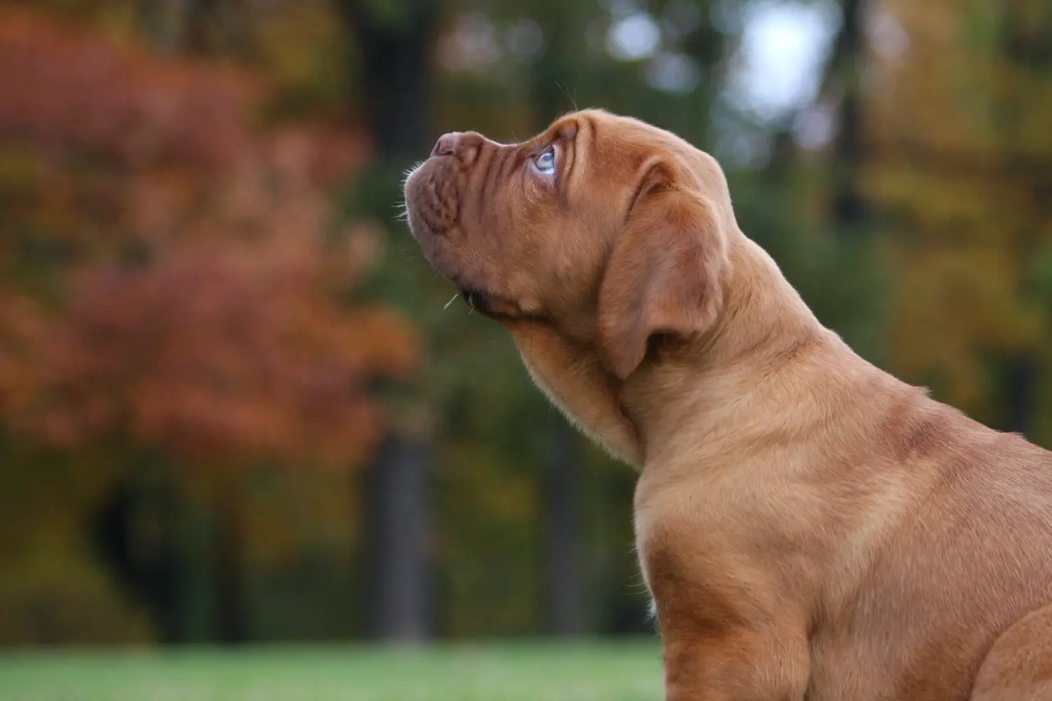 Acheter un chiot dogue de Bordeaux, c'est prendre ses responsabilités ! Acheter des chiots dogues de Bordeaux.