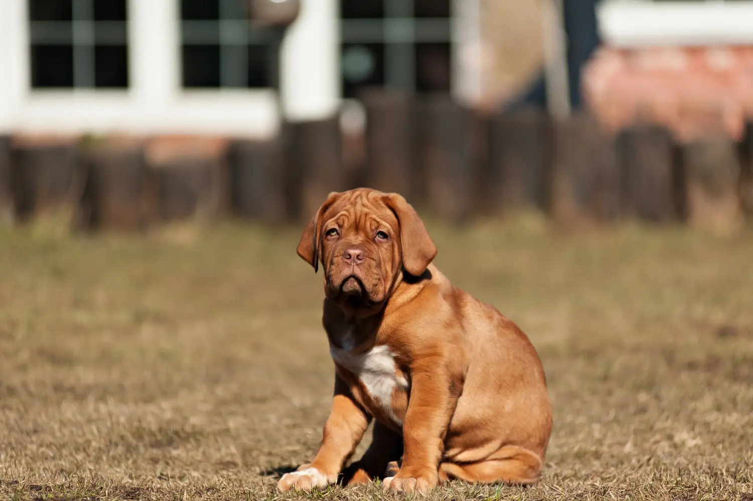 Acheter un chiot dogue de Bordeaux, c'est prendre ses responsabilités ! Acheter des chiots dogues de Bordeaux.