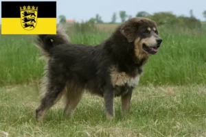 Lire la suite à propos de l’article Éleveurs de dogues du Tibet et chiots en Baden-Württemberg