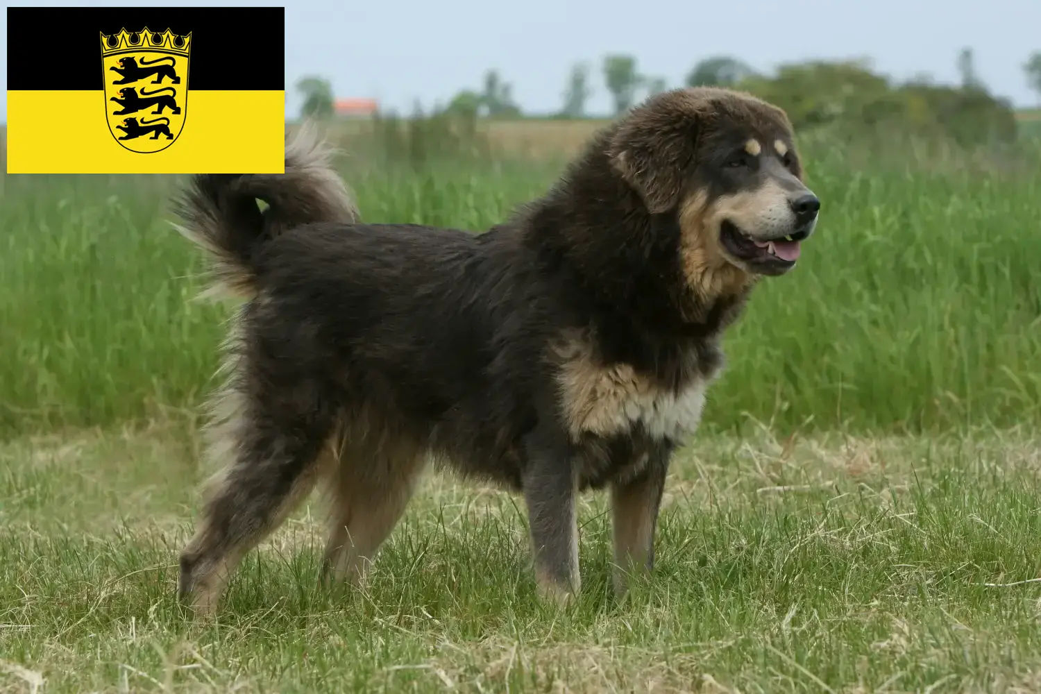 Dogue du Tibet chiots et éleveurs Baden-Württemberg Ici, tu trouveras des éleveurs de dogues du Tibet en Bade-Wurtemberg.