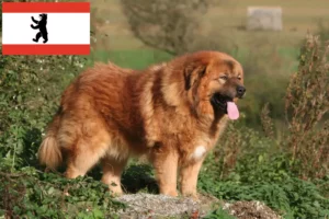 Lire la suite à propos de l’article Éleveurs de dogues du Tibet et chiots à Berlin