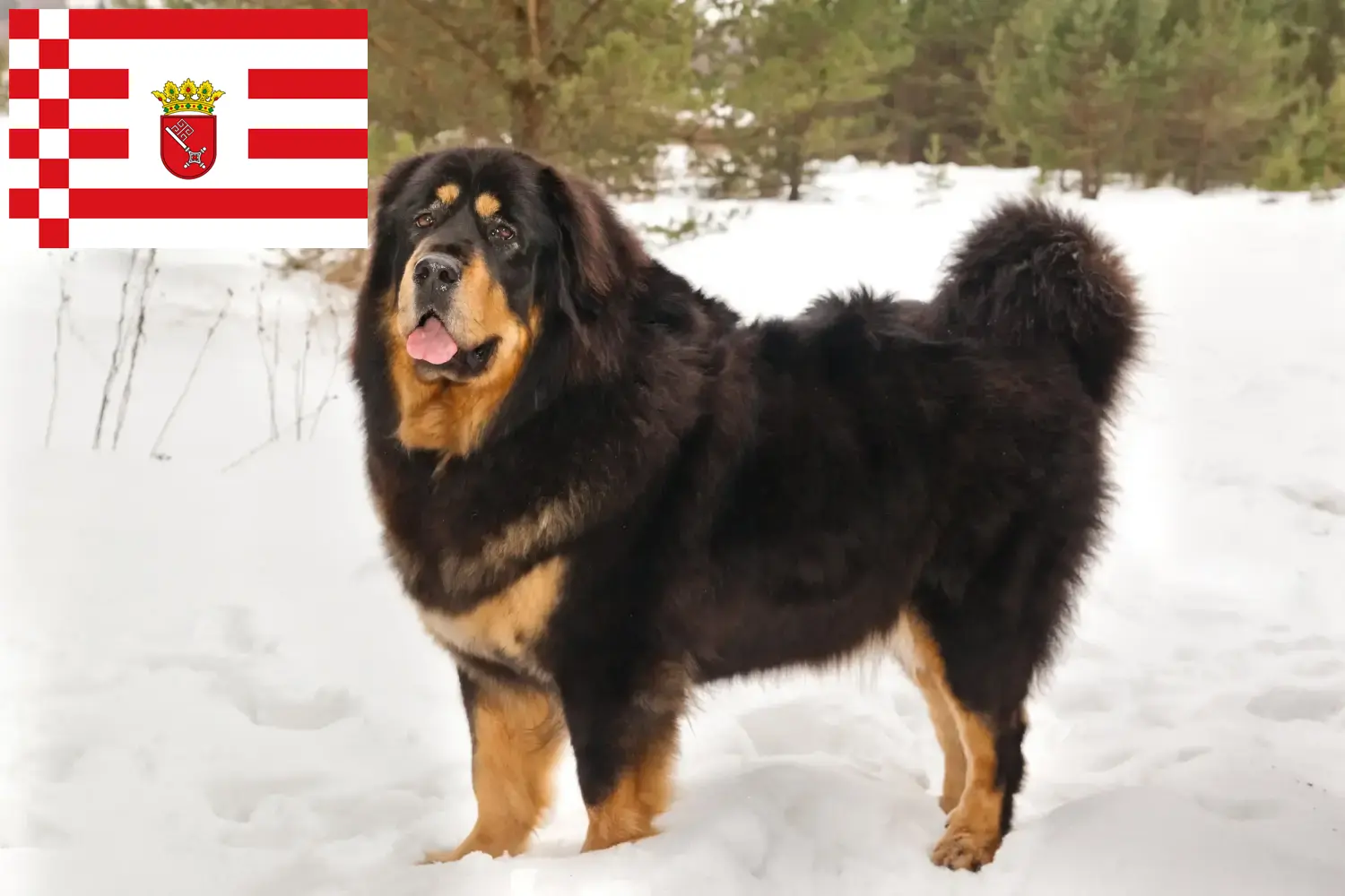 Chiots et éleveurs de dogues du Tibet à Brême Ici, tu trouveras des éleveurs de dogues du Tibet à Brême.