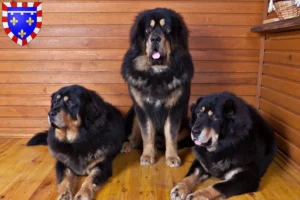 Lire la suite à propos de l’article Éleveurs de dogues du Tibet et chiots en Centre-Val de Loire