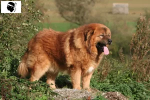 Lire la suite à propos de l’article Éleveurs de dogues du Tibet et chiots en Corse