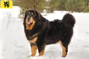 Lire la suite à propos de l’article Éleveurs de dogues du Tibet et chiots en Flandre
