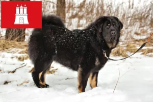 Lire la suite à propos de l’article Éleveurs de dogues du Tibet et chiots à Hambourg