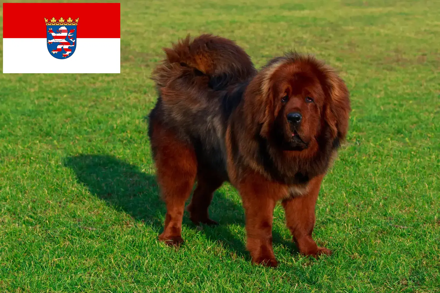 Dogue du Tibet chiots et éleveurs Hesse Ici, tu trouveras des éleveurs de dogues du Tibet en Hesse.
