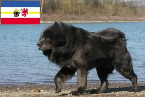 Lire la suite à propos de l’article Éleveurs de dogues du Tibet et chiots dans le Mecklembourg-Poméranie occidentale